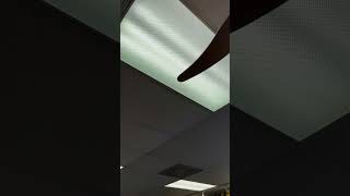 Harbor breeze cobra elite ceiling fans at a ice cream shop [upl. by Falito]