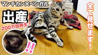 猫の出産【ベンガル×マンチカン】感動と笑いの子猫誕生まで全て見せます！ [upl. by Fahland]