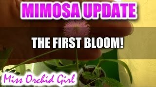 Mimosa Pudica plant in bloom [upl. by Riplex521]