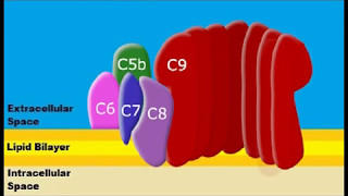 Formation of Membrane Attack Complexes [upl. by Suckram]