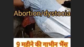 how do you solve dystocia inamp Buffaloampcow trendinshortsvideo BuffaloBuLL LittleBabyBum [upl. by Gnad203]