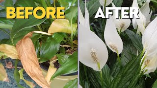 How to SAVE PEACE LILY  Main Problems and How to Fix Them [upl. by Deckert573]