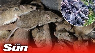 Australia’s mouse plague  NSW overrun by tens of millions of rampaging mice [upl. by Mano]