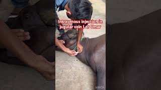 Intravenous injection in jugular vein l dr Umar khan [upl. by Cort]