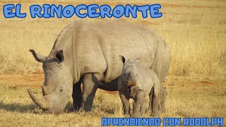 El Rinoceronte  Video explicando a este cuernolargo de Africa y Asia llamado Rinoceronte [upl. by Adyl]