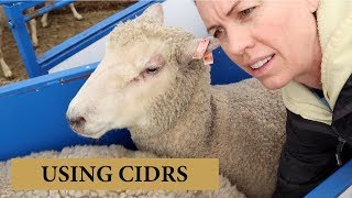 Using CIDRS For OutofSeason Breeding in Sheep Vlog 136 [upl. by Attenwad]