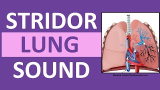 Stridor Sound Breathing Sounds Abnormal Lung Sounds [upl. by Ravi]