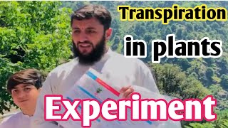 Transpiration in plants  Pashto lecture  How observed transpiration in plants  Experiment [upl. by Dawson]