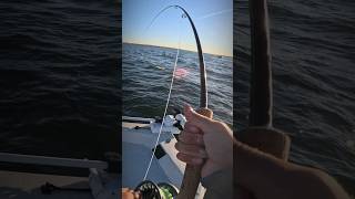 Fly Fishing For BIG Striped Bass [upl. by Adnertal]