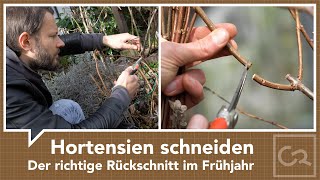 Hortensien schneiden – Der richtige Rückschnitt im Frühjahr [upl. by Peugia]