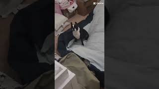 Boston Terrier Loves AirBed [upl. by Sinclair471]