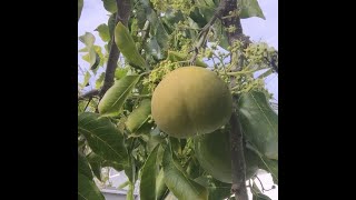 White Sapote Taste Test [upl. by Gilus]