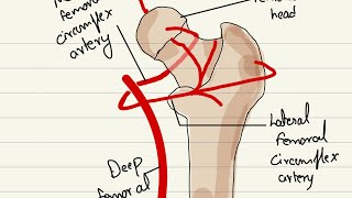 Legg Calve Perthes disease Pathology symptoms diagnosis and treatment [upl. by Bertelli]