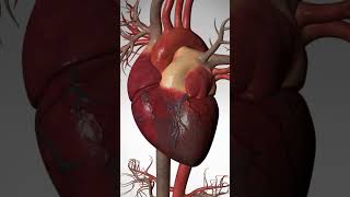 See How Heart Bypass Surgery Works CABG heartdisease heart cardio [upl. by Areek]