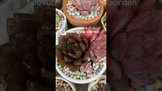 Suculentas de colores ⭐️suculentaslovers succulents plantas cuidadosuculentas succulentideas [upl. by Boyt387]