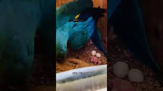 Parrots Foreign video sharing Fantastic animals on TikTok Accident Birds [upl. by Arytahs]