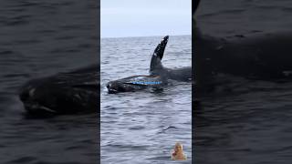 Shocking Moment Whale Explodes in the Ocean  sea animals whale seaanimals shorts whales [upl. by Mahmud110]