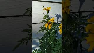 Marigolds reaching taller height than normal blooming in October [upl. by Zawde]