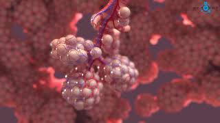 Alveoli 3D Medical Animation [upl. by Mateo]