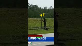 ALLIGATOR CLIMBS FENCE shortsvideo [upl. by Annmarie]