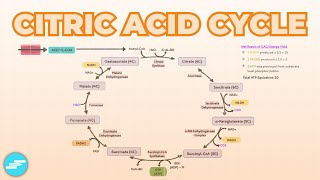 CHO METABOLISM Biochemistry Session 7krebs cycle [upl. by Cordey917]