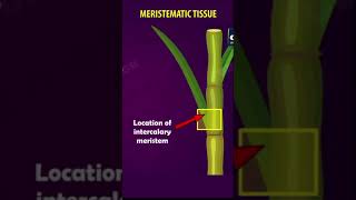 Tissues Class 9  Meristematic tissues  cbse 9 Biology  chapter 6 NCERT  Gradebooster shorts [upl. by Nedearb]