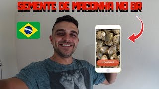 Como conseguir SEMENTES DE MACONHA no Brasil [upl. by Yasu]