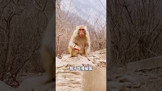 Hilarious Monkey Antics 🐒 Try Not to Laugh Challenge [upl. by Bessy539]