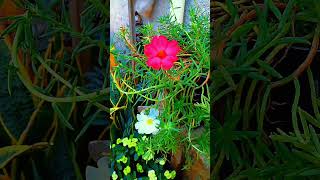 portulaca sutera bombay [upl. by Akiehsal]