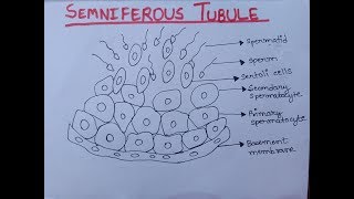 Semniferous Tubule  Diagram of Semniferous Tubule Well Labelled  Class 12 [upl. by Keating540]