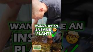 Wanna See An Insane 🤯 Plant EUSTRALIS STELLATA Aquarium Plant For Sale [upl. by Pierrepont]