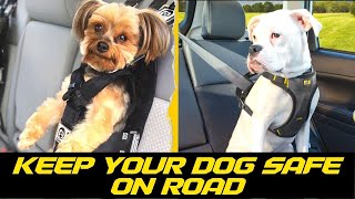 Best Dog Car Seat Belts to Keep Your Pup Safe On The Road [upl. by Ulises]