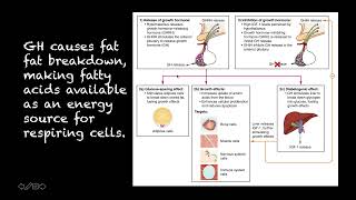 Human Physiology  52  Growth Hormone [upl. by Rianna]