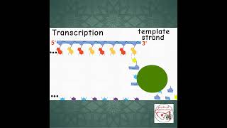 📜 mRNA TRANSCRIPTION IN NUCLEUS  ANIMATION  shorts medicine biology [upl. by Noemys500]