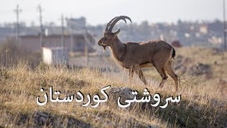 srushti kurdistan سروشتی کوردستان [upl. by End808]