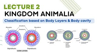 kingdom animalia classification Diploblastic and triploblastic and body cavity coelomate animals [upl. by Vania]