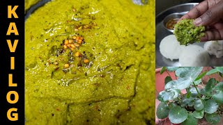 Vallarai Chutney in Tamil  Sidedish for Idli Dosa  Brahmi Chutney [upl. by Aztinaj]