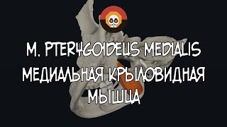 Медиальная крыловидная мышца m pterygoideus medialis 3D Анатомия [upl. by Dinse607]