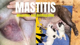 Mastitis in Dogs । cause and treatment । Allopathic and Homeopathic medicine । [upl. by Sackey]