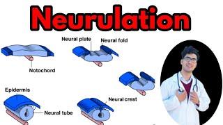 NeurulationNeurulation class 12Neurulation in hindiurduNeural crest cells derivatives Nural tube [upl. by Bivins852]