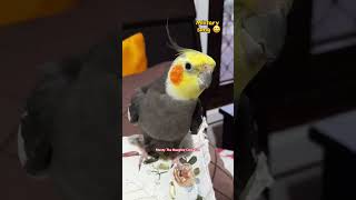 Another remix No worries 😂 with Monty The Naughty Cockatiel ❤️ [upl. by Darlene]