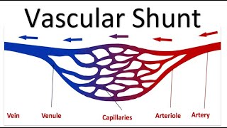 OCR A Level PE  Vascular Shunt [upl. by Eoin]