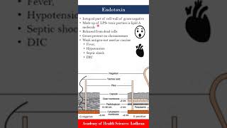 Endotoxins  Microbiology  by Imran Yaseen [upl. by Eiboj]