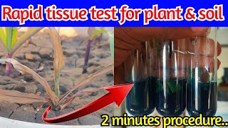 Rapid tissue test for soil and plant  Phosphorus deficiency plant test  Ammonium molybdate method [upl. by Jesse]