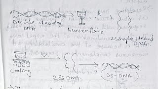 Molecular biology Nucleic acidsDNA Replication and Repair Paper 11unit 1 Semester 5 [upl. by Schapira]