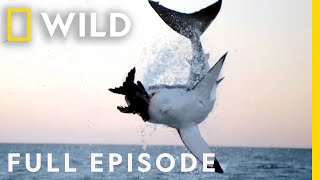 Sharks vs The World Full Episode  Nat Geo Wild [upl. by Dionis]