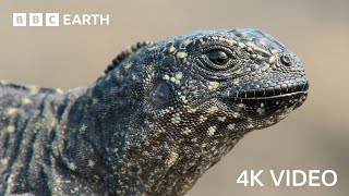 Iguana vs Snakes  4K UHD  Planet Earth II  BBC Earth [upl. by Els]