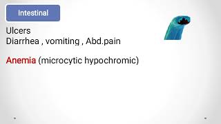 Hookworms Ancylostoma duodenale amp Necator americanus الديدان الخطافيةالانكلستوما [upl. by Kyla]