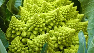 Fractals in Nature [upl. by Mercedes348]