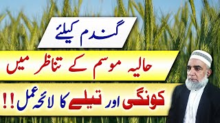 Strategy to deal with Rust and Aphid in Wheat crop  Crop Reformer [upl. by Cindie]